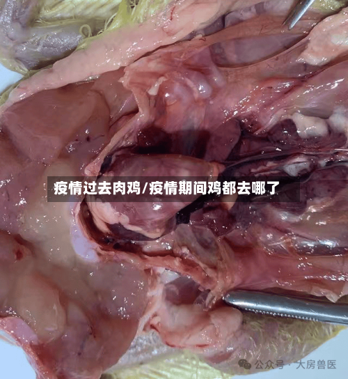 疫情过去肉鸡/疫情期间鸡都去哪了