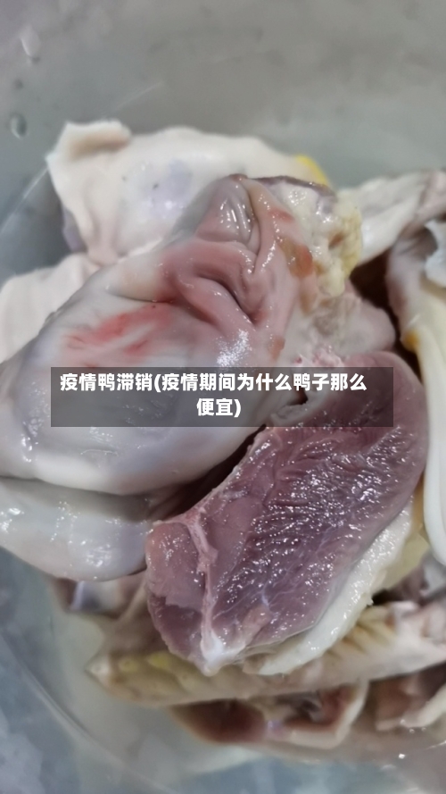 疫情鸭滞销(疫情期间为什么鸭子那么便宜)-第3张图片