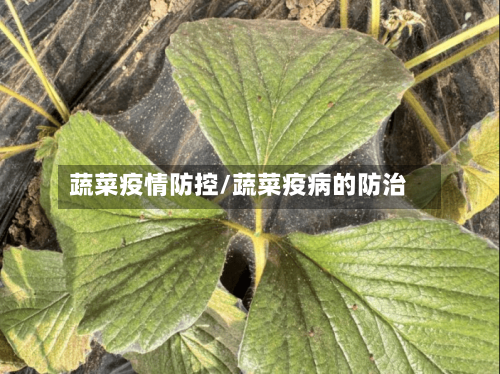 蔬菜疫情防控/蔬菜疫病的防治