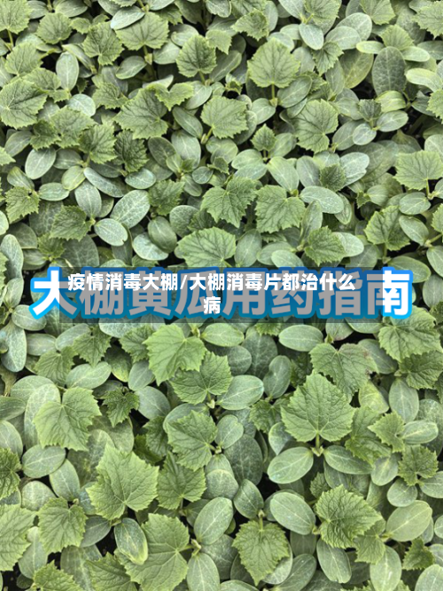 疫情消毒大棚/大棚消毒片都治什么病