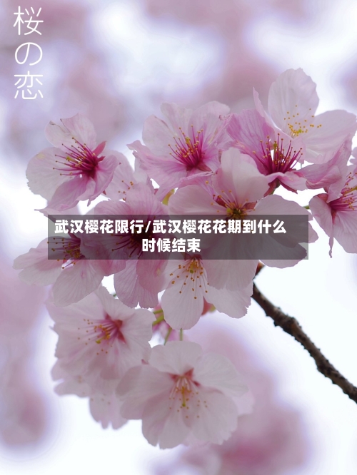 武汉樱花限行/武汉樱花花期到什么时候结束