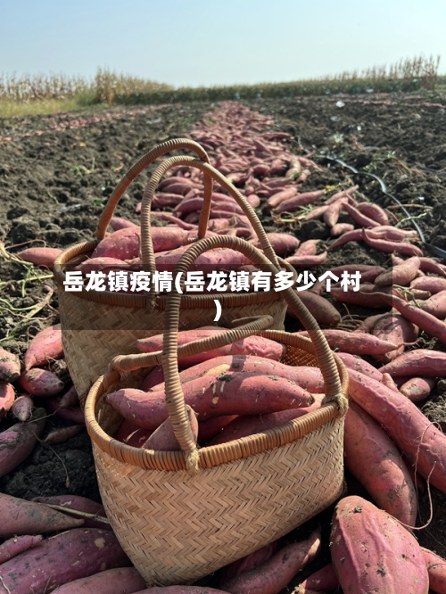 岳龙镇疫情(岳龙镇有多少个村)-第2张图片